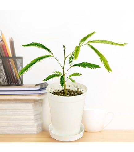 Amazon｜観葉植物 ネムノキ エバーフレッシュ 3.5号鉢 小型 小さい